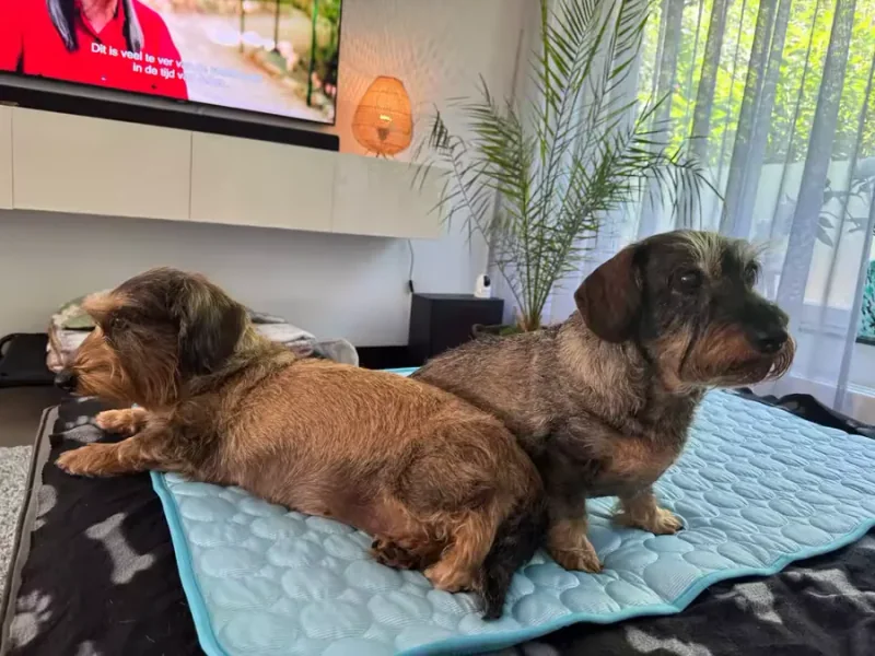 Dwa jamniki leżące na macie chłodzącej Frimouf