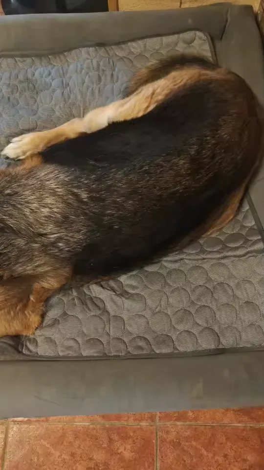 Duży pies wyciągnięty na macie chłodzącej Frimouf
