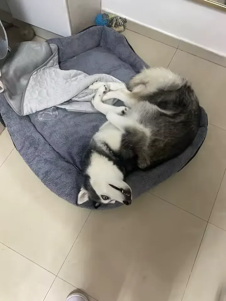 Husky leżący obok swojej maty chłodzącej Frimouf
