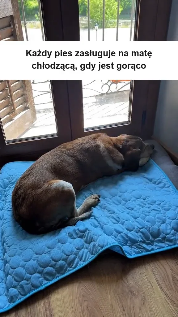 Trzy psy na zmianę na tej samej macie chłodzącej